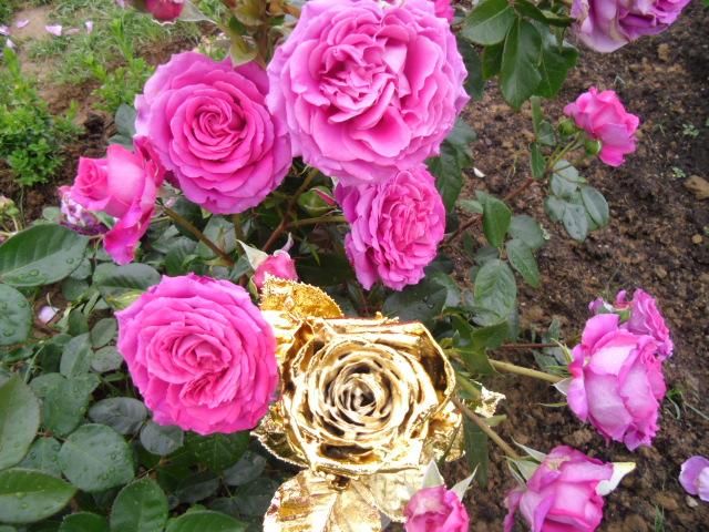 Goldene Rose3